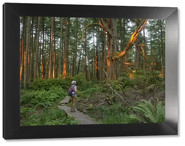 Woman admiring the forest at Cape Alava, Olympic National Park, Clallam County, Washington