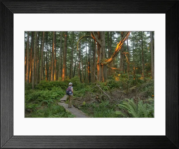 Framed Print : Woman admiring the forest at Cape Alava, Olympic National Park, Clallam County, Washington Framed Print : Woman admiring the forest at Cape Alava, Olympic National Park, Clallam County, Washington