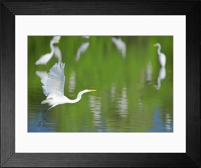 Framed Print : Great Egret on flight, Sanibel Island, JN Ding Darling National Wildlife Refuge, Florida Framed Print : Great Egret on flight, Sanibel Island, JN Ding Darling National Wildlife Refuge, Florida