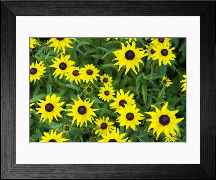 Framed Print : Black eyed susan, Rudbeckia hirta, Custer state Park, Black hills, South Dakota, USA Framed Print : Black eyed susan, Rudbeckia hirta, Custer state Park, Black hills, South Dakota, USA