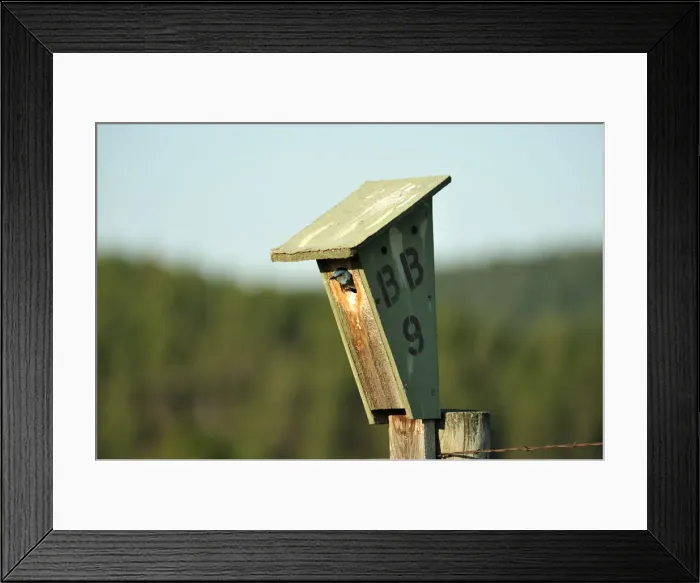 Framed Print : Rock mountain Blue Bird, Custer State Park, Custer County, Black Hills, Western South Framed Print : Rock mountain Blue Bird, Custer State Park, Custer County, Black Hills, Western South
