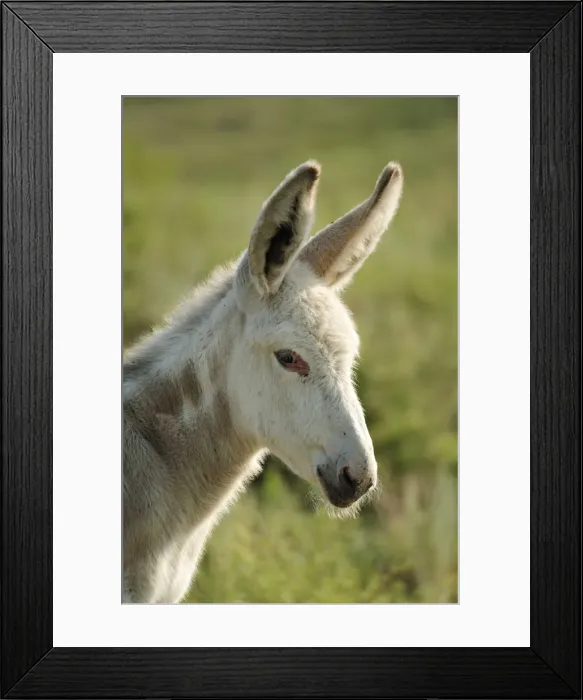 Framed Print : Wild Burro, Custer State Park, Custer County, Black Hills, Western South Dakota, USA Framed Print : Wild Burro, Custer State Park, Custer County, Black Hills, Western South Dakota, USA
