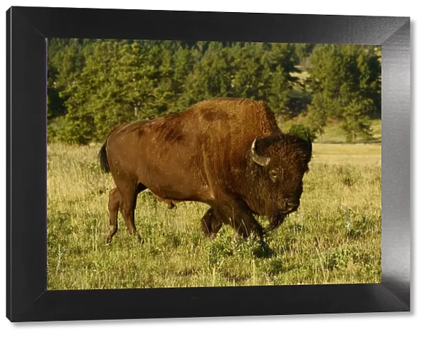 Bison, Bos bison, Custer State Park, Custer County, Black Hills, Western South Dakota