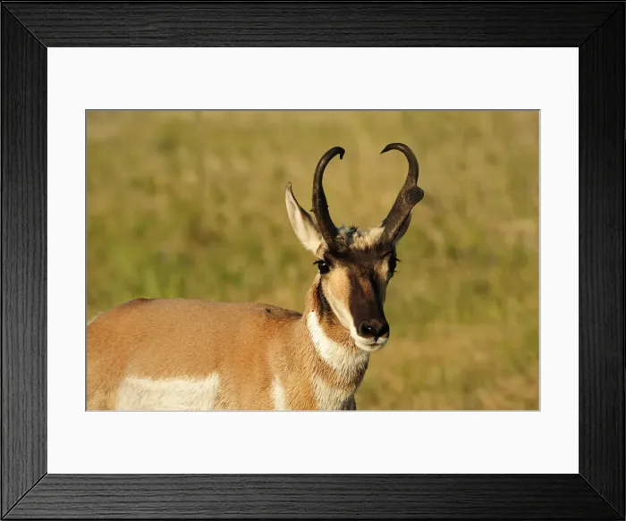 Framed Print : Pronghorn antelope, Antilocapra americana, Custer State Park, Custer County, Black Hills Framed Print : Pronghorn antelope, Antilocapra americana, Custer State Park, Custer County, Black Hills
