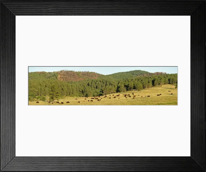 Framed Print : Bison, Bos bison, Custer State Park, Custer County, Black Hills, Western South Dakota Framed Print : Bison, Bos bison, Custer State Park, Custer County, Black Hills, Western South Dakota