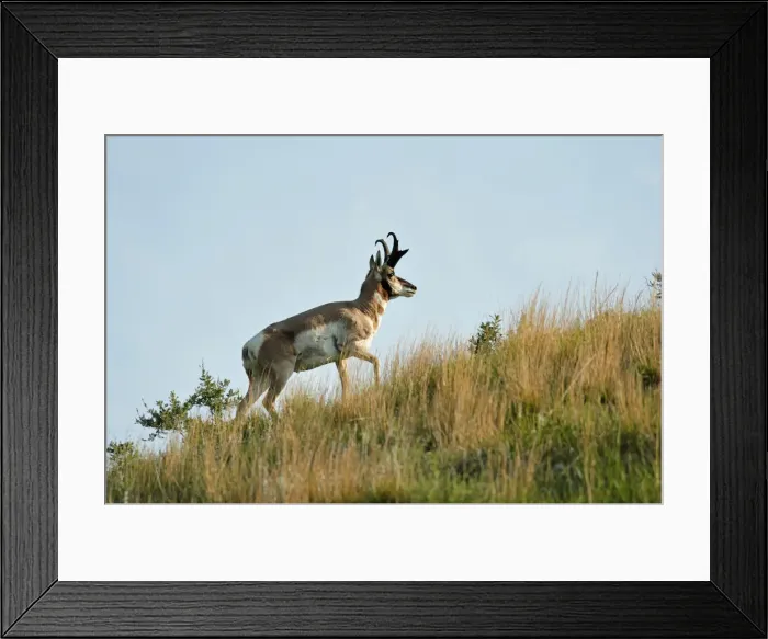 Framed Print : Pronghorn antelope, Antilocapra americana, Custer State Park, Custer County, Black Hills Framed Print : Pronghorn antelope, Antilocapra americana, Custer State Park, Custer County, Black Hills