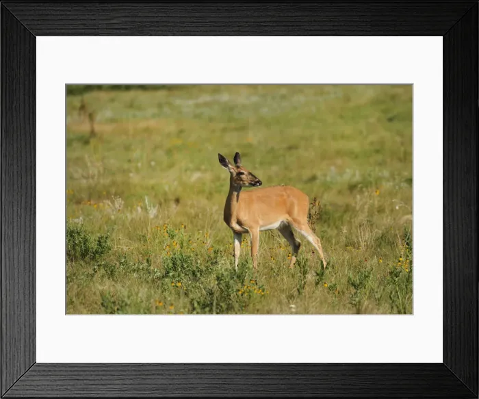 Framed Print : Deer, Custer State Park, Custer County, Black Hills, Western South Dakota, USA Framed Print : Deer, Custer State Park, Custer County, Black Hills, Western South Dakota, USA