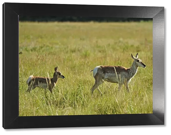 Pronghorn antelope, Antilocapra americana, Custer State Park, Custer County, Black Hills