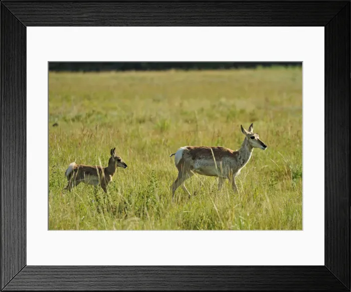 Framed Print : Pronghorn antelope, Antilocapra americana, Custer State Park, Custer County, Black Hills Framed Print : Pronghorn antelope, Antilocapra americana, Custer State Park, Custer County, Black Hills