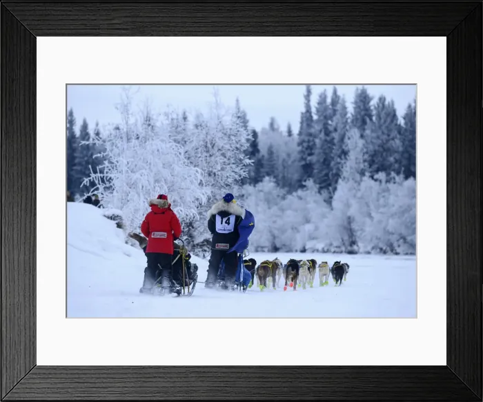 Framed Print : Musher near the start for Yukon Quest, Fairbanks, Alaska, USA Framed Print : Musher near the start for Yukon Quest, Fairbanks, Alaska, USA