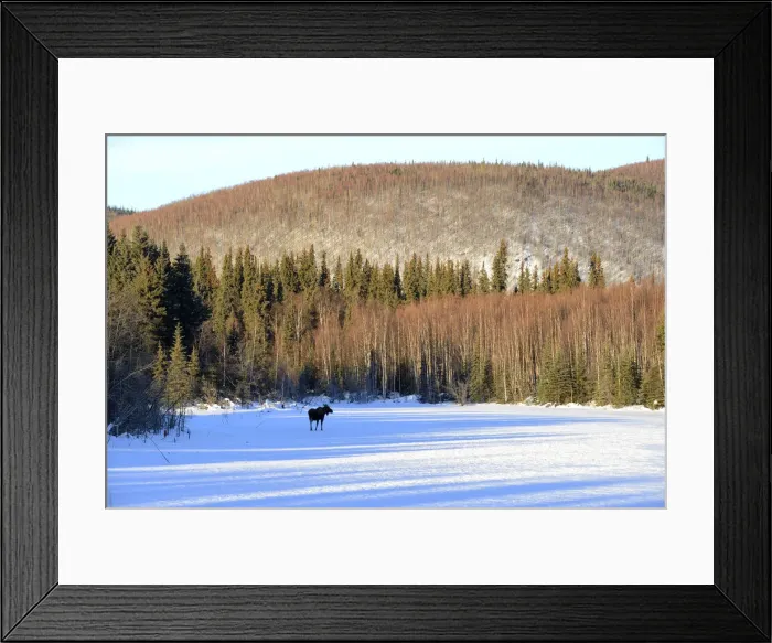 Framed Print : Moose out along Chena Hot Springs road, Fairbanks, Alaska, USA