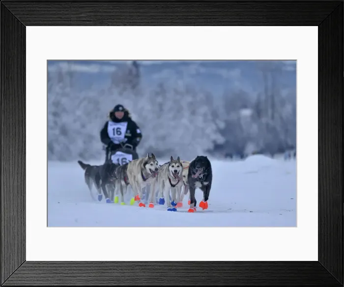 Framed Print : Dog Sledding team, Yukon Quest, Fairbanks, Alaska, USA Framed Print : Dog Sledding team, Yukon Quest, Fairbanks, Alaska, USA