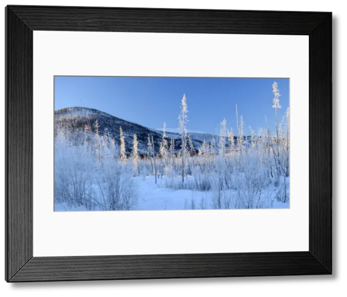 Framed Print : Winter landscape along Chena Hot Springs road, Fairbanks, Alaska, USA Framed Print : Winter landscape along Chena Hot Springs road, Fairbanks, Alaska, USA