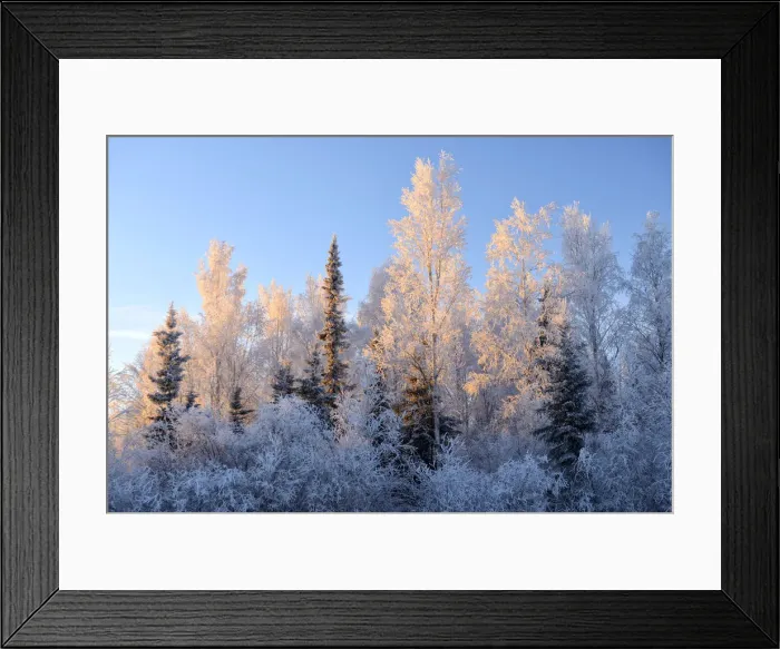 Framed Print : Tree in winter, Fairbanks, Alaska, USA Framed Print : Tree in winter, Fairbanks, Alaska, USA