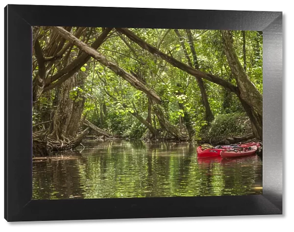USA, Hawaii, Kauai, Kayaks on the forested banks Wailua River