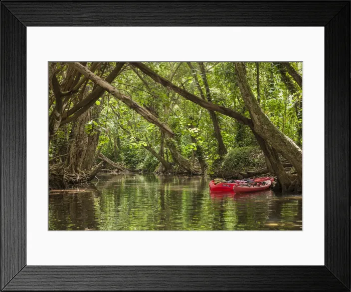 Framed Print : USA, Hawaii, Kauai, Kayaks on the forested banks Wailua River Framed Print : USA, Hawaii, Kauai, Kayaks on the forested banks Wailua River