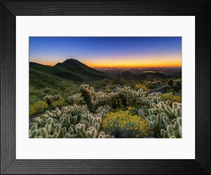 Framed Print : Cholla Cacti & Brittlebush at Sunset, Scottsdale, Arizona, USA Framed Print : Cholla Cacti & Brittlebush at Sunset, Scottsdale, Arizona, USA