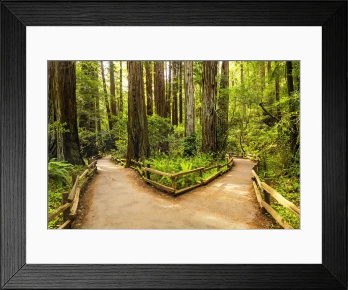 Framed Print : Divided Path Through Giant Redwoods, Muir Woods National Monument, California, USA Framed Print : Divided Path Through Giant Redwoods, Muir Woods National Monument, California, USA