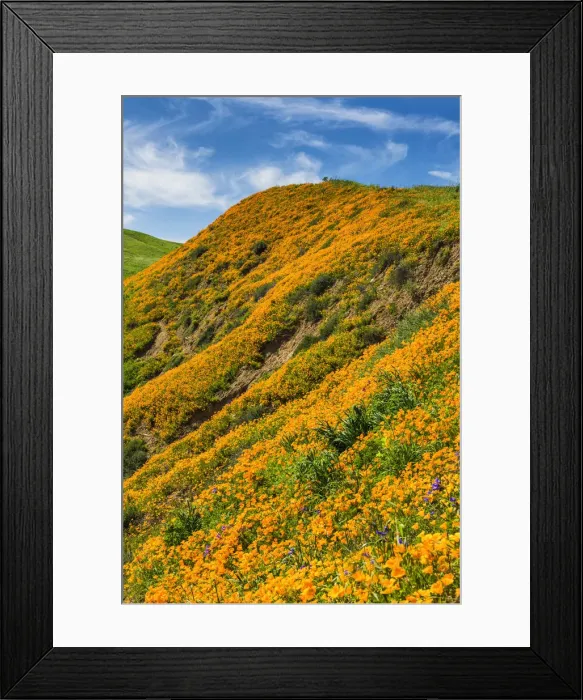 Framed Print : California Poppies Blooming in Chino Hills State Park, Los Angeles, California, USA Framed Print : California Poppies Blooming in Chino Hills State Park, Los Angeles, California, USA
