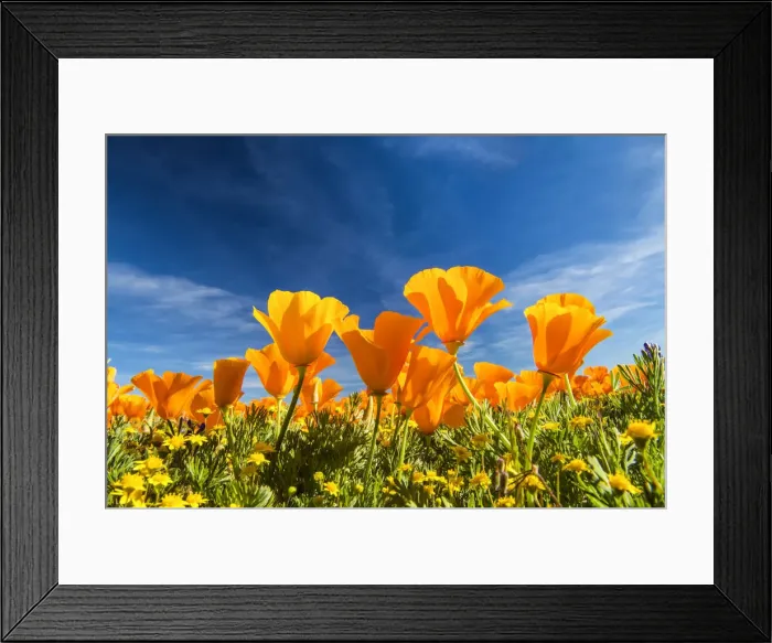 Framed Print : Bugs Eye View of California Poppies, Antelope Valley, California, USA Framed Print : Bugs Eye View of California Poppies, Antelope Valley, California, USA