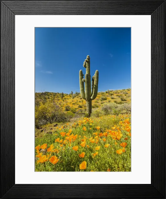 Framed Print : Saguaro Cactus & Poppies, Peridot, Arizona, USA Framed Print : Saguaro Cactus & Poppies, Peridot, Arizona, USA