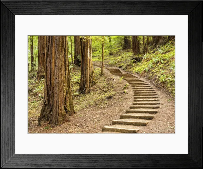 Framed Print : Path Up Through Redwoods, Muir Woods National Monument, California, USA Framed Print : Path Up Through Redwoods, Muir Woods National Monument, California, USA