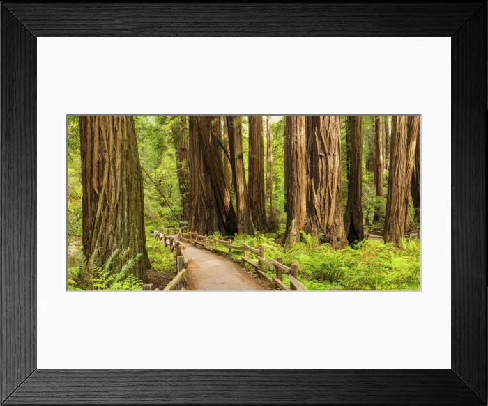 Framed Print : Path Through Giant Redwoods, Muir Woods National Monument, California, USA