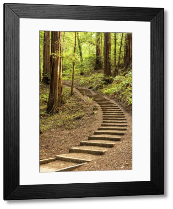 Framed Print : Steps Up Through Redwoods, Muir Woods National Monument, California, USA Framed Print : Steps Up Through Redwoods, Muir Woods National Monument, California, USA