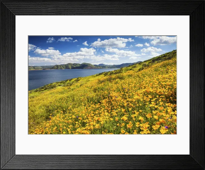 Framed Print : Blooming Carpets of Wildflowers, Diamond Valley Lake, Hemet, California, USA