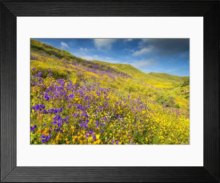 Framed Print : Blooming Carpets of Wildflowers in Walker Canyon, Lake Elsinore, California, USA Framed Print : Blooming Carpets of Wildflowers in Walker Canyon, Lake Elsinore, California, USA