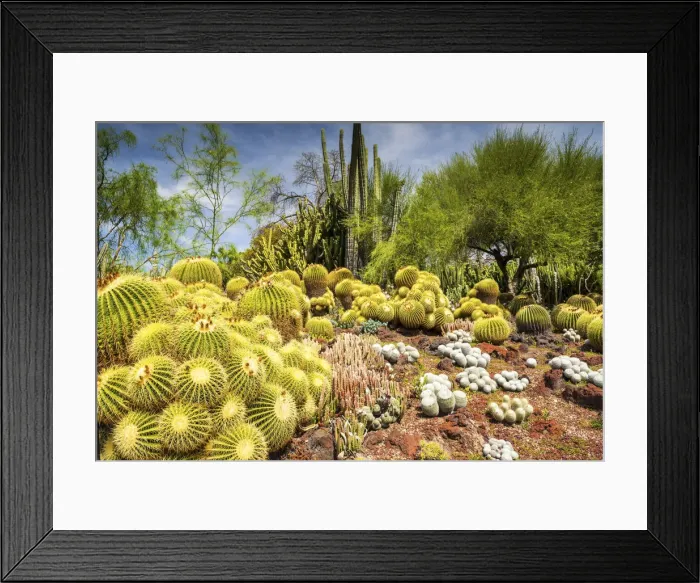 Framed Print : Desert Garden, Huntington Botanical Gardens, San Marino, California, USA Framed Print : Desert Garden, Huntington Botanical Gardens, San Marino, California, USA