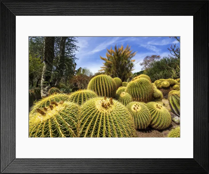 Framed Print : Golden Barrel Cacti in Desert Garden, Huntington Botanical Gardens, San Marino, California Framed Print : Golden Barrel Cacti in Desert Garden, Huntington Botanical Gardens, San Marino, California