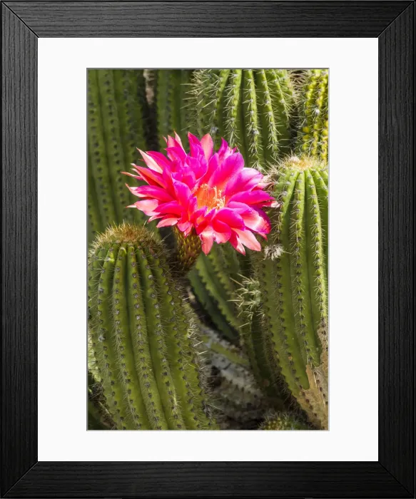 Framed Print : Hedgehog Cactus in Bloom, Huntington Botanical Gardens, San Marino, California, USA Framed Print : Hedgehog Cactus in Bloom, Huntington Botanical Gardens, San Marino, California, USA