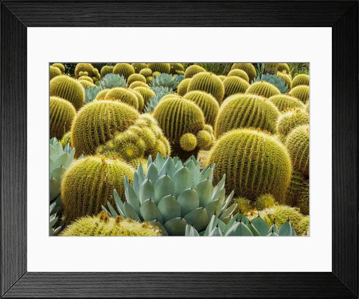 Framed Print : Golden Barrel Cacti & Agave, Huntington Botanical Gardens, San Marino, California Framed Print : Golden Barrel Cacti & Agave, Huntington Botanical Gardens, San Marino, California