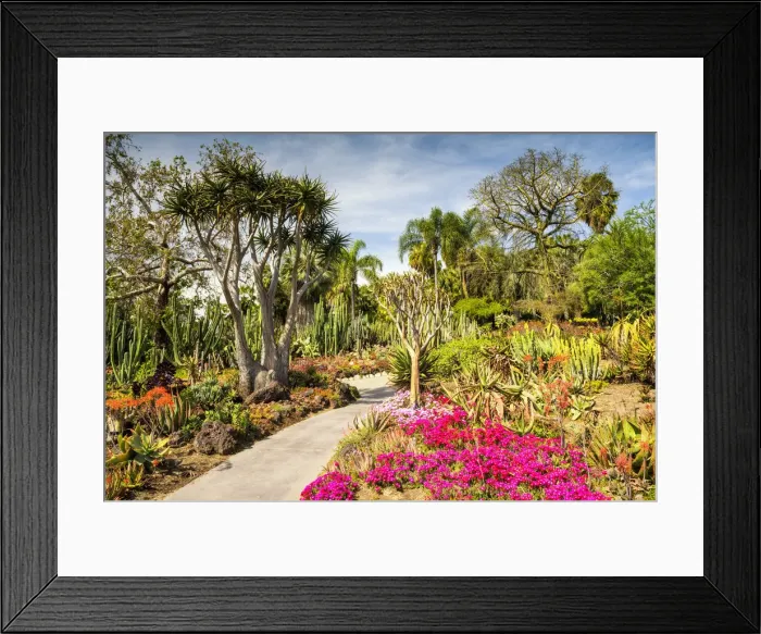 Framed Print : Path Through Desert Garden, Huntington Botanical Gardens, San Marino, California, USA Framed Print : Path Through Desert Garden, Huntington Botanical Gardens, San Marino, California, USA