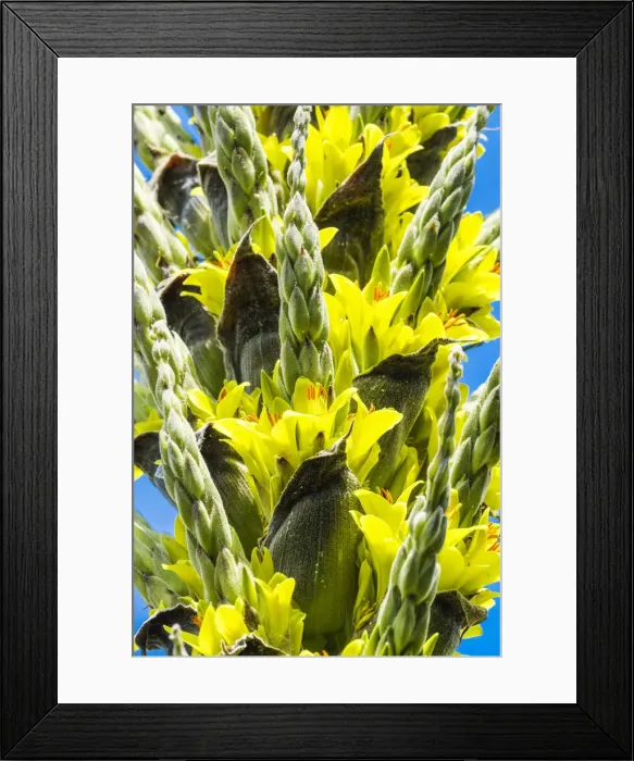 Framed Print : Puya chilensis in Bloom, Huntington Botanical Gardens, San Marino, California, USA