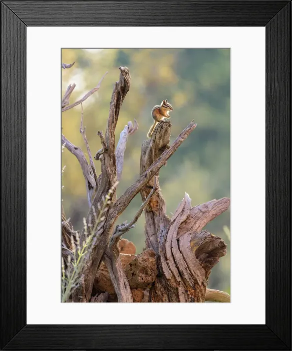 Framed Print : USA, America, Oregon, Chipmunk perched on a branch