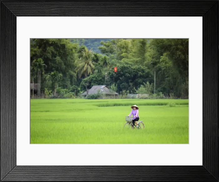 Framed Print : Asia, South East Asia, Vietnam, Mai Chau, cyclist in a traditional Vietnamese conical Framed Print : Asia, South East Asia, Vietnam, Mai Chau, cyclist in a traditional Vietnamese conical