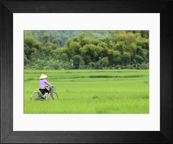 Framed Print : Asia, South East Asia, Vietnam, Mai Chau, cyclist in a traditional Vietnamese conical Framed Print : Asia, South East Asia, Vietnam, Mai Chau, cyclist in a traditional Vietnamese conical