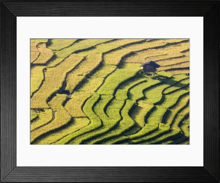 Framed Print : A stilt hut in a rice terrace at harvest time, Tu Le, Yen Bai Province, Vietnam Framed Print : A stilt hut in a rice terrace at harvest time, Tu Le, Yen Bai Province, Vietnam