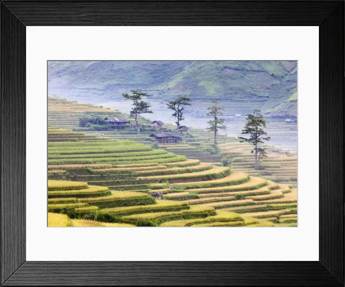Framed Print : Stilt huts and trees set in rice terrace at harvest time, Tu Le, Yen Bai Province