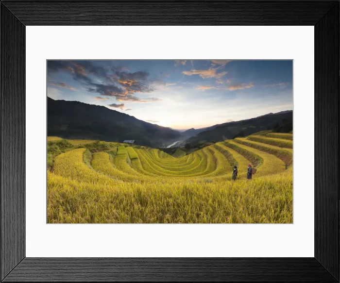 Framed Print : Two women walk though fields of rice terraces at sunset, Mu Cang Chai Yen Bai Province Framed Print : Two women walk though fields of rice terraces at sunset, Mu Cang Chai Yen Bai Province