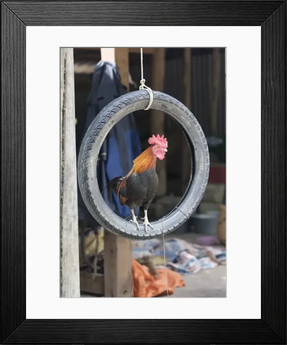Framed Print : A cockerel sits in a rubber tyre, Mu Cang Chai, Yen Bai Province, Vietnam, South-East Framed Print : A cockerel sits in a rubber tyre, Mu Cang Chai, Yen Bai Province, Vietnam, South-East