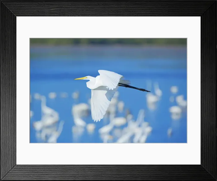 Framed Print : Great Egrets (Casmerodius albus) on flight, Sanibel Island, JN Ding Darling National Framed Print : Great Egrets (Casmerodius albus) on flight, Sanibel Island, JN Ding Darling National