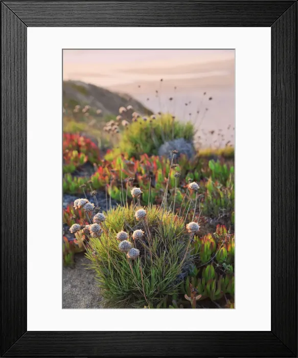 Framed Print : Beach Wildflowers, Praia do Malhao, Vila Nova de Milfontes, Alentejo, Portugal Framed Print : Beach Wildflowers, Praia do Malhao, Vila Nova de Milfontes, Alentejo, Portugal