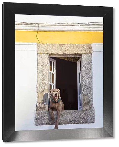 Dog at window, Evora, Alentejo, Portugal
