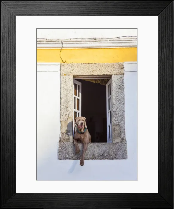 Framed Print : Dog at window, Evora, Alentejo, Portugal