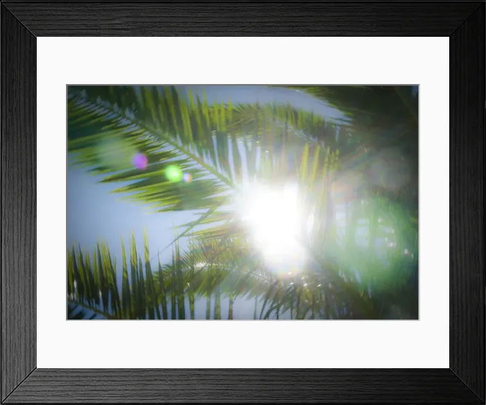 Framed Print : Palm tree, Vilamoura, Algarve, Portugal