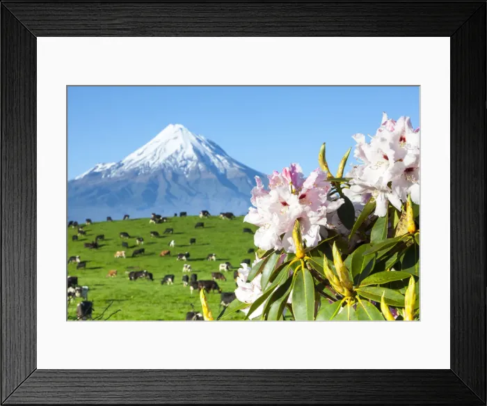 Framed Print : Mount Taranaki (Egmont) and grazing dairy cows, Taranaki, North Island, New Zealand Framed Print : Mount Taranaki (Egmont) and grazing dairy cows, Taranaki, North Island, New Zealand
