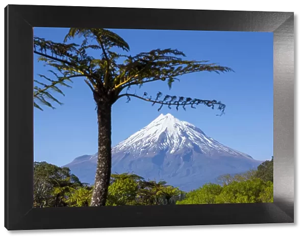 Mount Taranaki (Egmont) framed with Ponga Fern, North Island, New Zealand